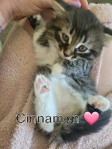 Maine Coon/ Bengal Mix Kitten