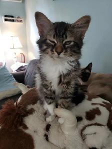 Maine Coon/ Bengal Mix Kitten - Photo 2