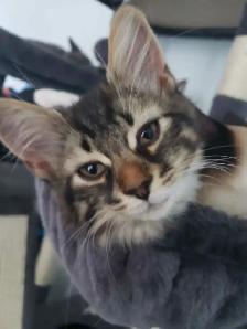 Maine Coon/ Bengal Mix Kitten - Photo 3