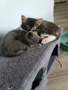 Maine Coon/ Bengal Mix Kitten - Photo 4
