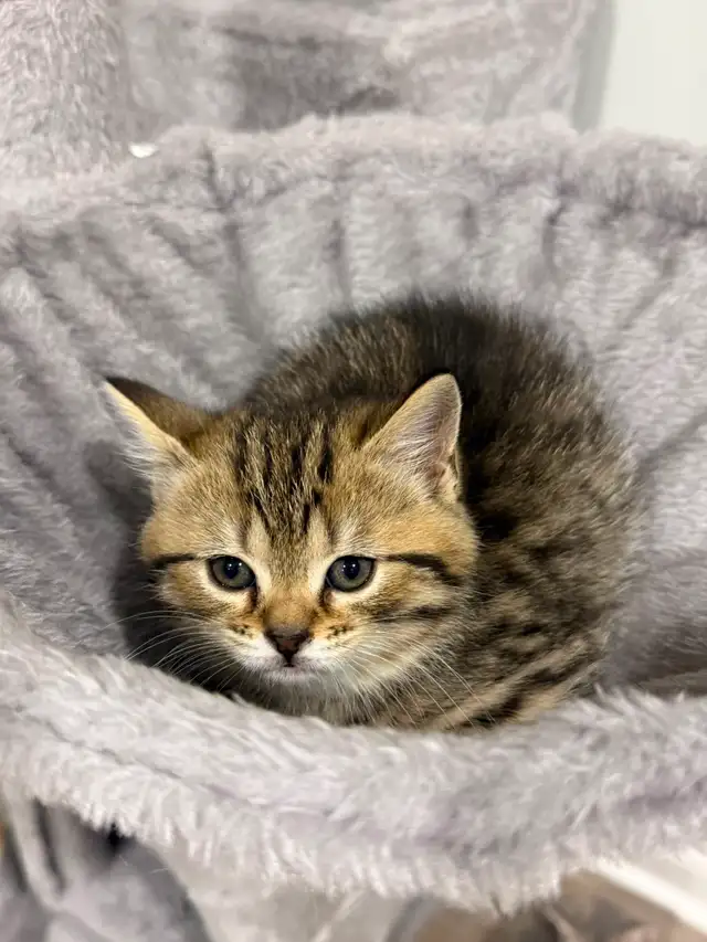 Adorable 2-Month-Old Female Scottish  x Bengal Kitten – T