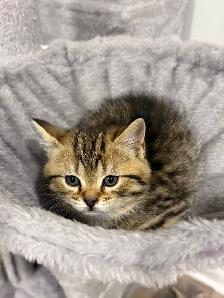 Adorable 2-Month-Old Female Scottish  x Bengal Kitten – T