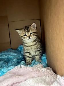 Adorable 2-Month-Old Female Scottish  x Bengal Kitten – T - Photo 2