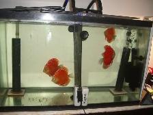 FOR SALE 4 BEAUTIFUL  RED DISCUS FISH $300 - Photo 2