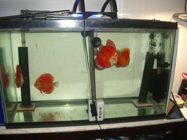 FOR SALE ALL 4 BEAUTIFUL RED DISCUS FISH $300