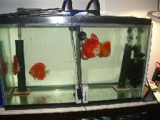 FOR SALE ALL 4 BEAUTIFUL RED DISCUS FISH $300