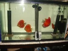 FOR SALE ALL 4 BEAUTIFUL RED DISCUS FISH $300 - Photo 3