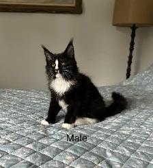 Maine Coon Kittens - Photo 6
