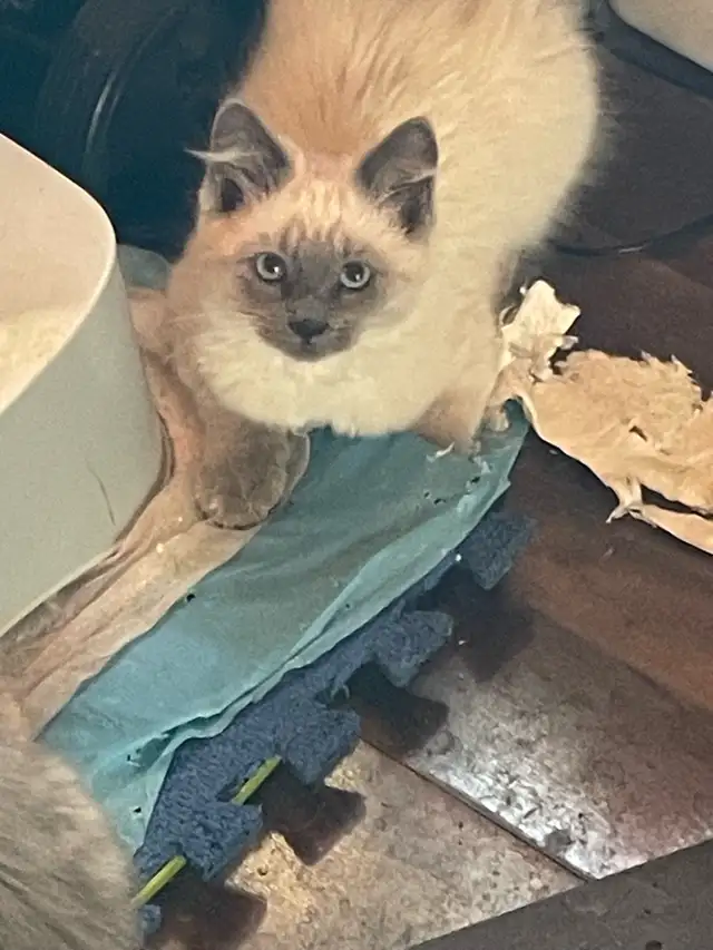 $10 kittens need new home