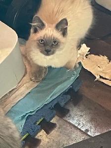 $10 kittens need new home