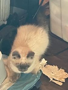 $10 kittens need new home - Photo 2