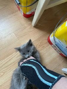$10 kittens need new home - Photo 3