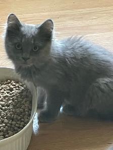 $10 kittens need new home - Photo 4
