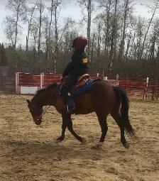 14 year Kids Horse (Gelding) - Photo 3