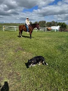 14 year Kids Horse (Gelding) - Photo 6