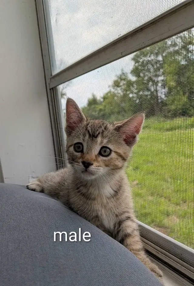 looking for their forever families