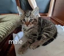 looking for their forever families - Photo 2