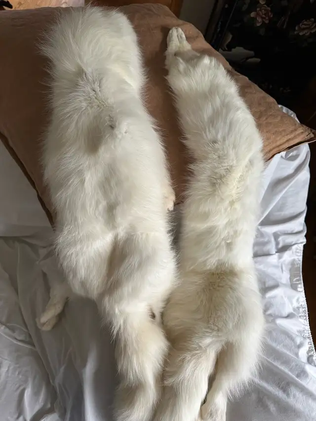 Arctic White Fox Pelts