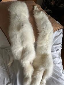 Arctic White Fox Pelts