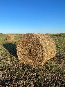 hay 2026 alfalfa broke mix $80