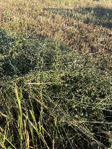hay 2026 alfalfa broke mix $80 - Photo 2