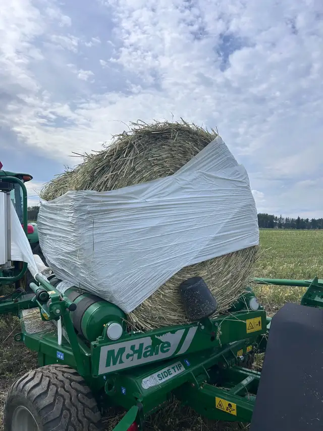 Green feed oats