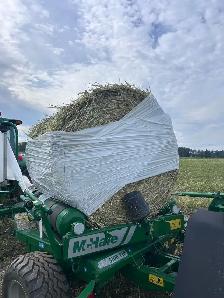 Green feed oats