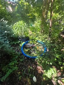 ventes $5 $10 $20 plantes tropicales en pots - Photo 2