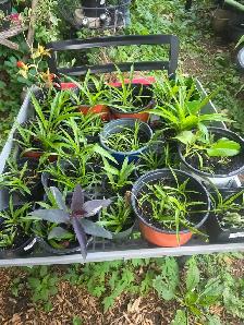 ventes $5 $10 $20 plantes tropicales en pots - Photo 3