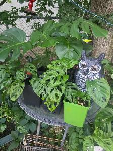 ventes $5 $10 $20 plantes tropicales en pots - Photo 4