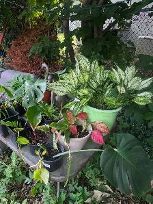 ventes $5 $10 $20 plantes tropicales en pots - Photo 5