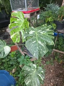 ventes $5 $10 $20 plantes tropicales en pots - Photo 6