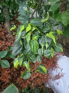 ventes $5 $10 $20 plantes tropicales en pots - Photo 7
