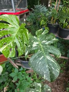 ventes $5 $10 $20 plantes tropicales en pots - Photo 9