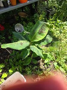 ventes $5 $10 $20 plantes tropicales en pots - Photo 10