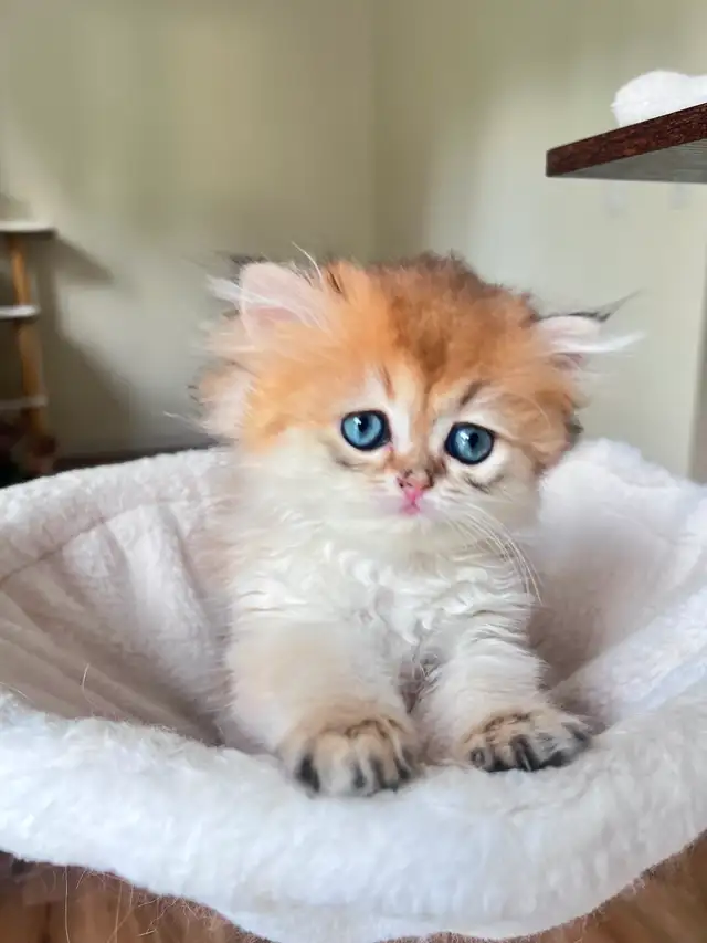 Golden British Longhair Boy/kitten with a sweet heart