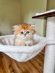Golden British Longhair Boy/kitten with a sweet heart - Photo 3