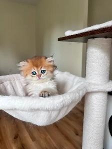 Golden British Longhair Boy/kitten with a sweet heart - Photo 7