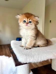 Golden British Longhair Boy/kitten with a sweet heart - Photo 8