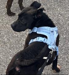 ‼️URGENT‼️ - Photo 4
