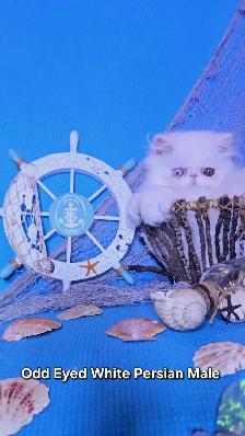 Purebred Registered Persian & Exotic Kittens