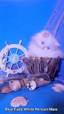 Purebred Registered Persian & Exotic Kittens - Photo 2