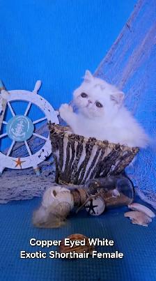 Purebred Registered Persian & Exotic Kittens - Photo 3