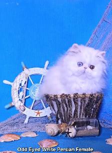 Purebred Registered Persian & Exotic Kittens - Photo 4