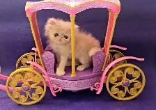 Purebred Registered Persian & Exotic Kittens - Photo 5