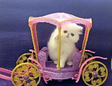 Purebred Registered Persian & Exotic Kittens - Photo 6
