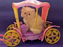 Purebred Registered Persian & Exotic Kittens - Photo 7