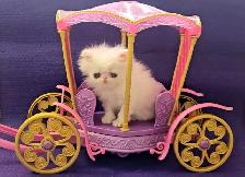 Purebred Registered Persian & Exotic Kittens - Photo 8