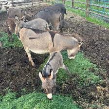 Mini Donkey Male