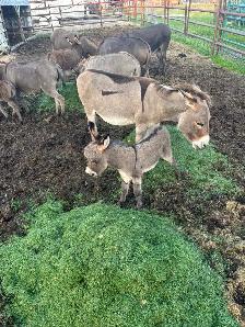 Mini Donkey Male - Photo 2